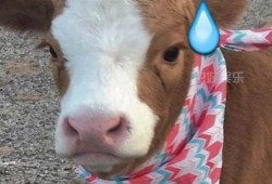 娱乐吧吃瓜酱,揭秘娱乐圈那些不为人知的幕后故事